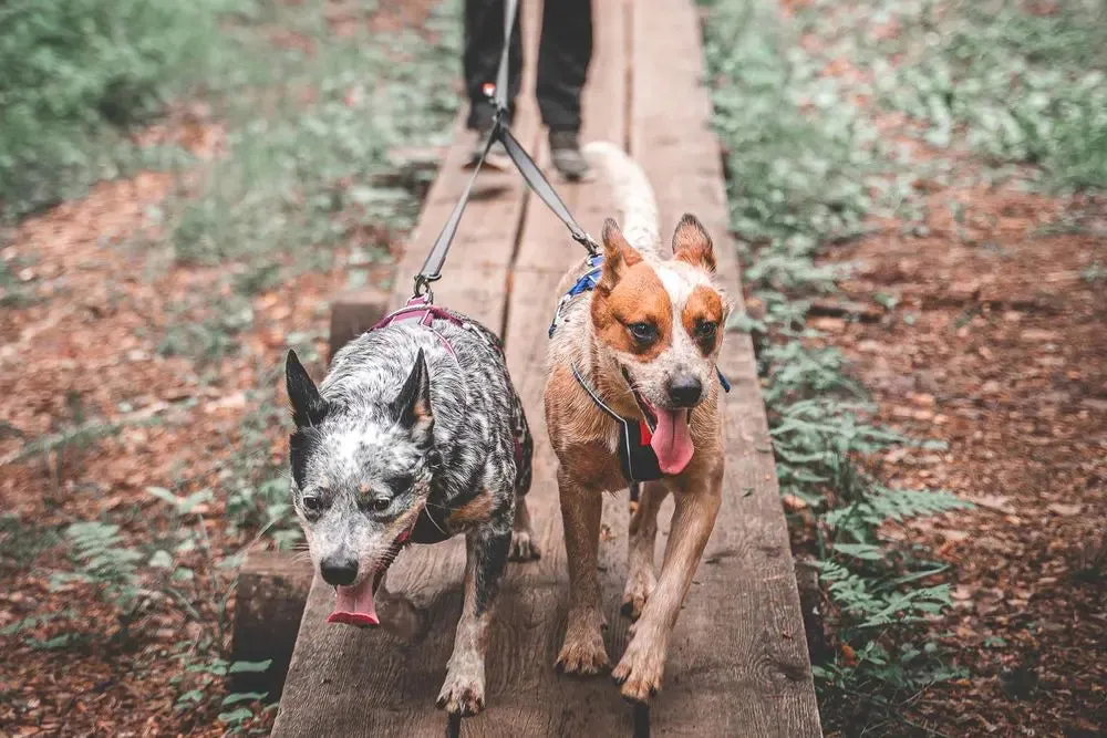 Touring Double Dog Leash